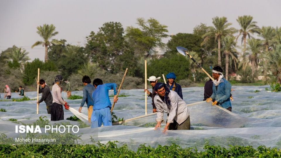 برداشت گوجه فرنگی در بوشهر