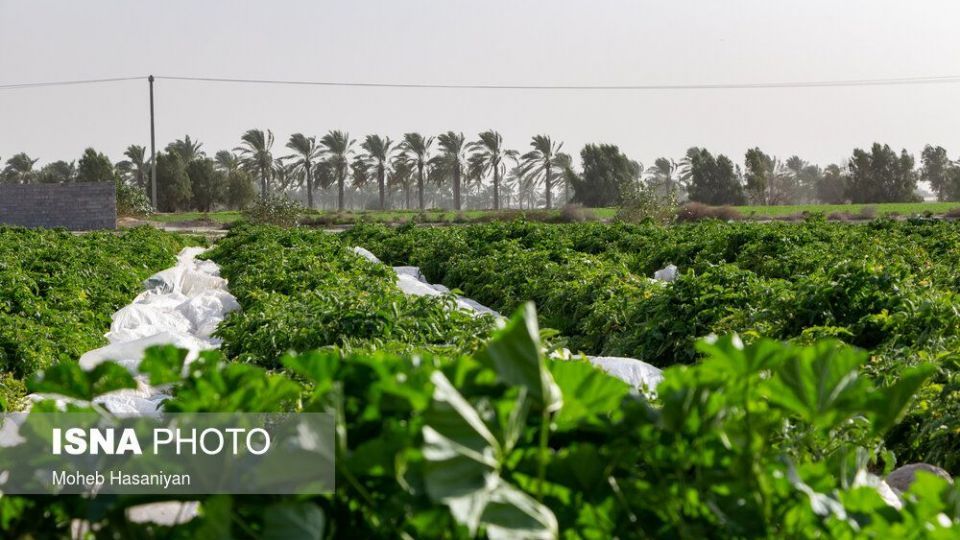 برداشت گوجه فرنگی در بوشهر