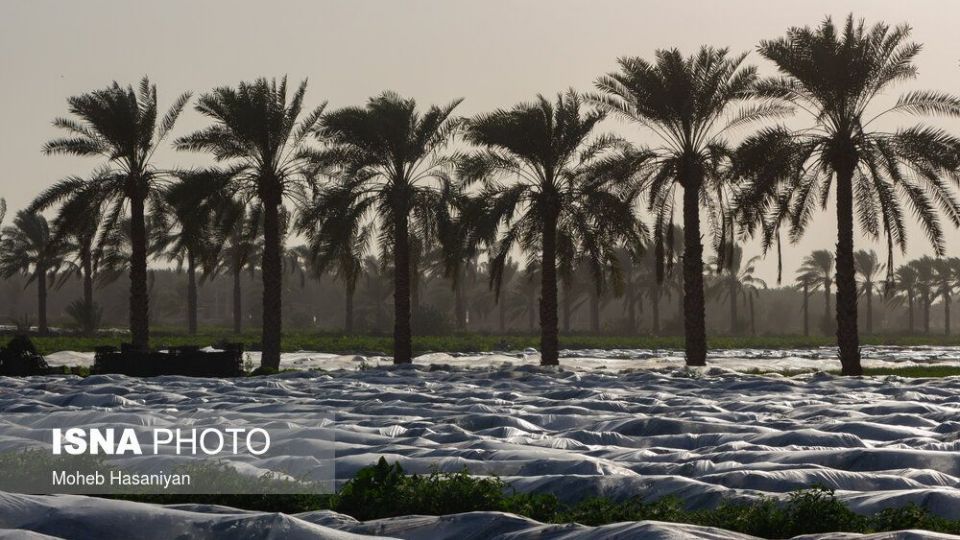 برداشت گوجه فرنگی در بوشهر
