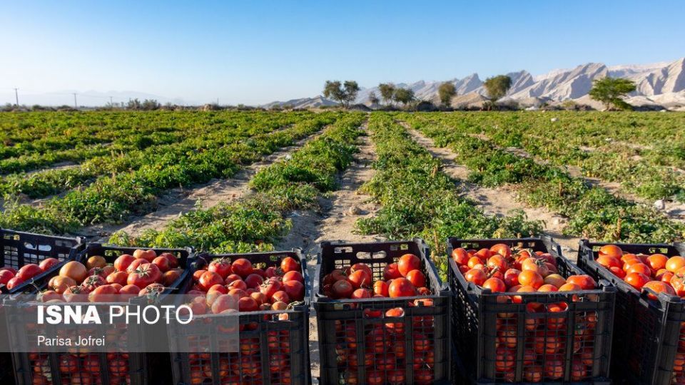 برداشت گوجه فرنگی در بوشهر