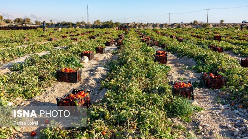 برداشت گوجه فرنگی در بوشهر