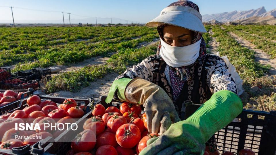 برداشت گوجه فرنگی در بوشهر