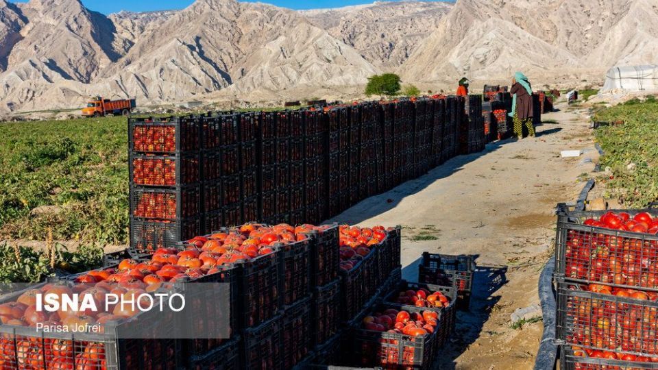 برداشت گوجه فرنگی در بوشهر