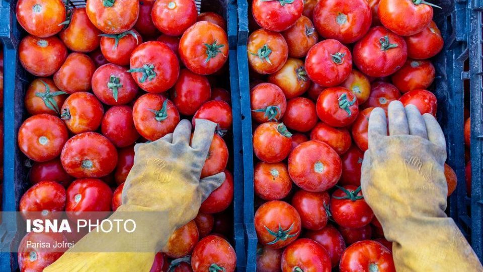 برداشت گوجه فرنگی در بوشهر