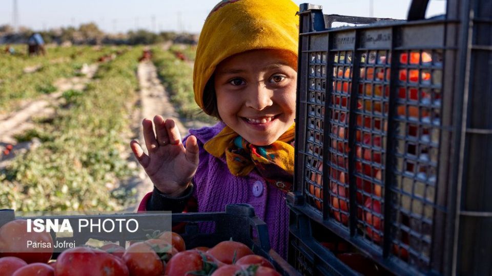 برداشت گوجه فرنگی در بوشهر
