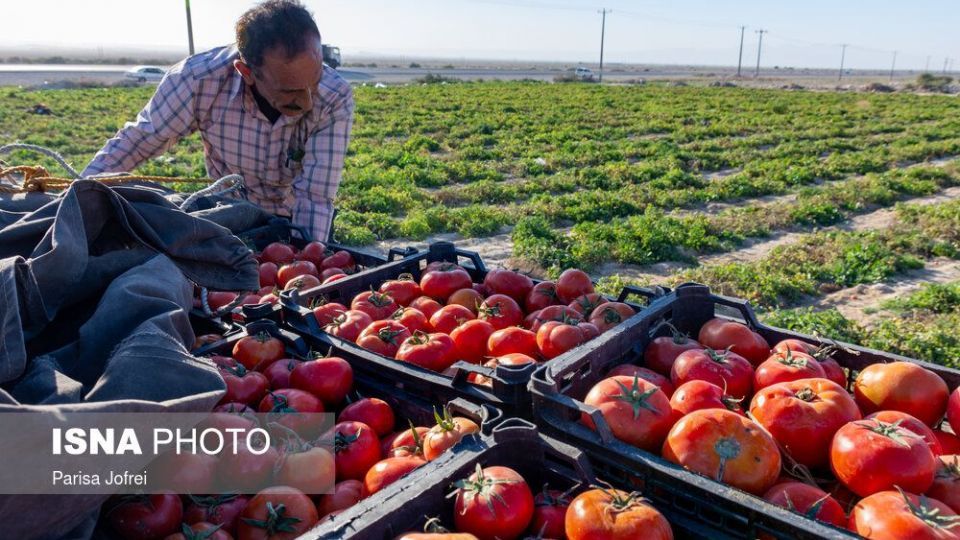 برداشت گوجه فرنگی در بوشهر