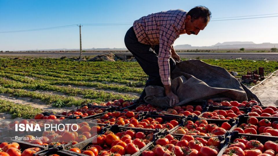 برداشت گوجه فرنگی در بوشهر