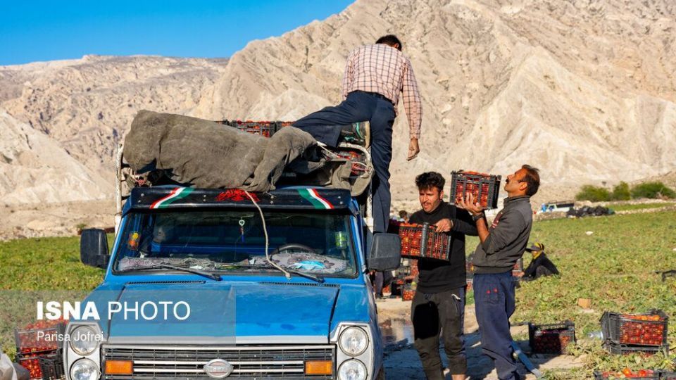 برداشت گوجه فرنگی در بوشهر
