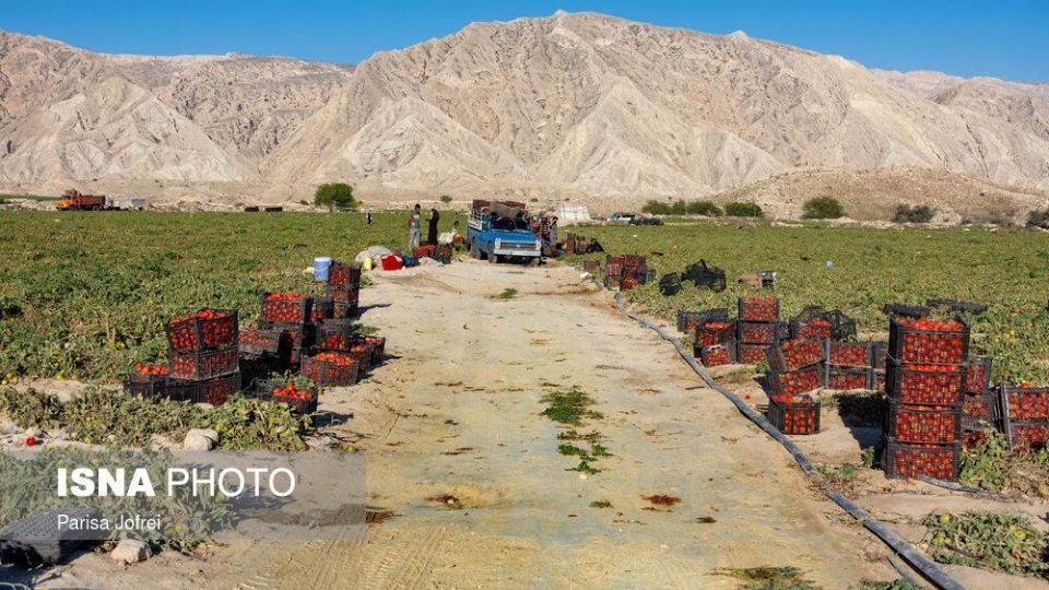 برداشت گوجه فرنگی در بوشهر