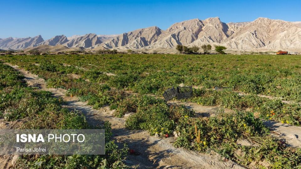 برداشت گوجه فرنگی در بوشهر