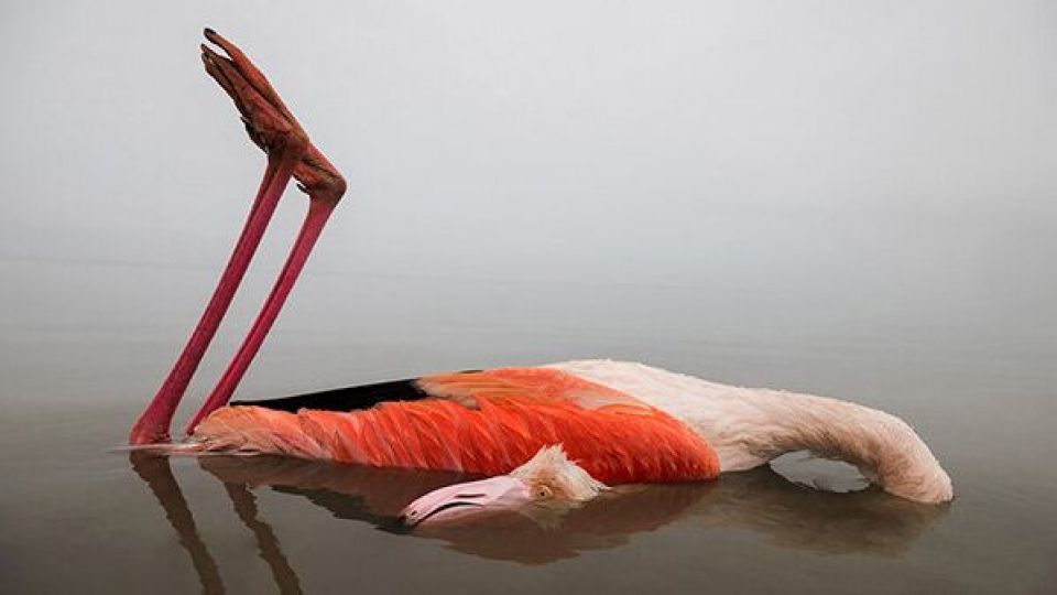 علت مرگ پرندگان میانکاله اعلام شد