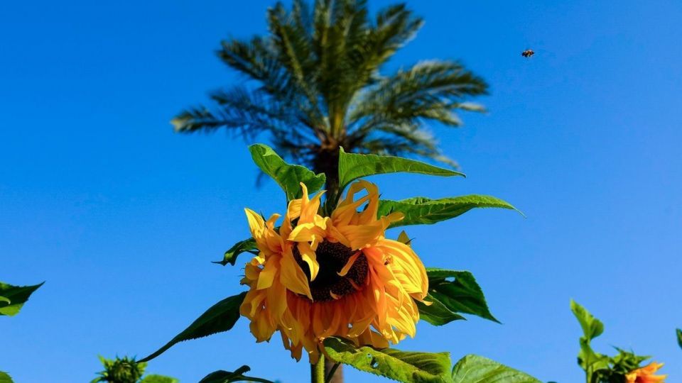 برداشت گل‌های بهاری - خوزستان