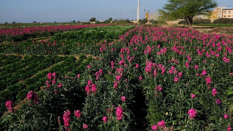 برداشت گل‌های بهاری - خوزستان
