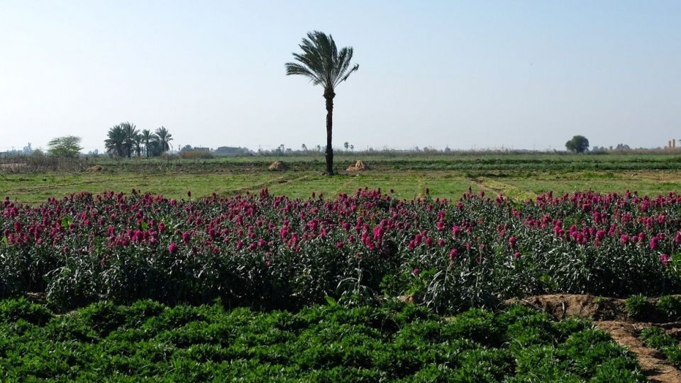 برداشت گل‌های بهاری - خوزستان