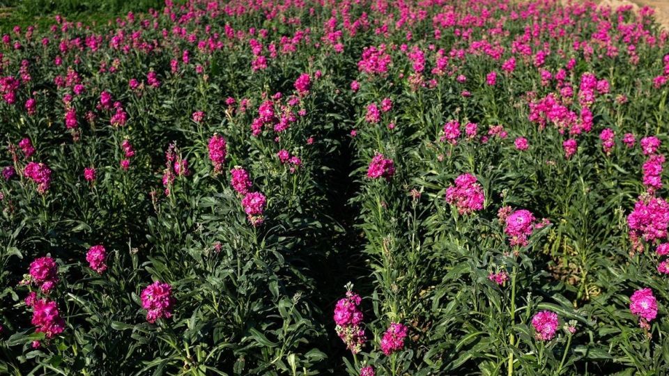 برداشت گل‌های بهاری - خوزستان