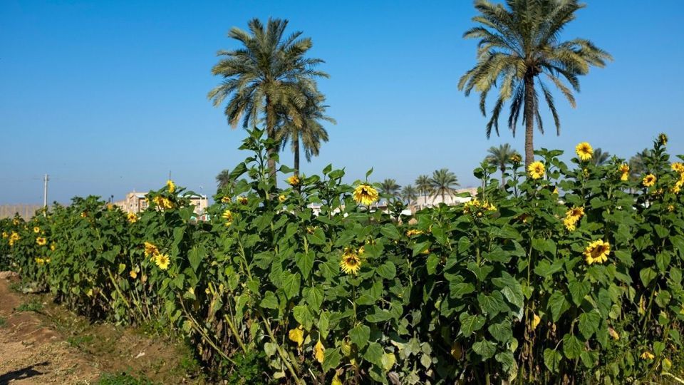 برداشت گل‌های بهاری - خوزستان