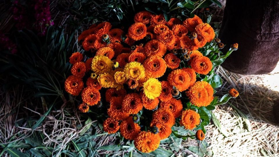 برداشت گل‌های بهاری - خوزستان