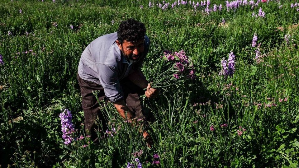 برداشت گل‌های بهاری - خوزستان