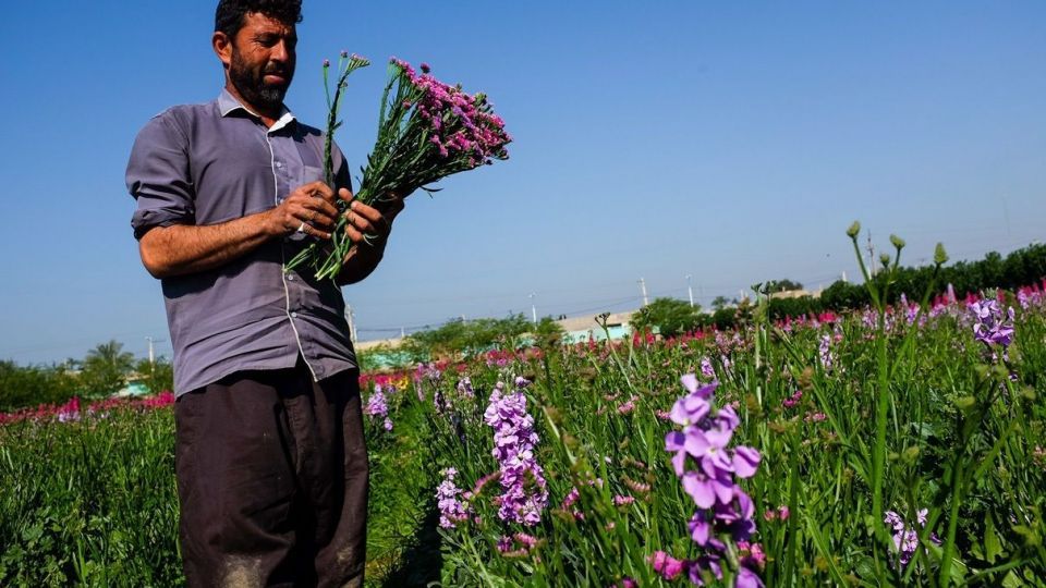 برداشت گل‌های بهاری - خوزستان