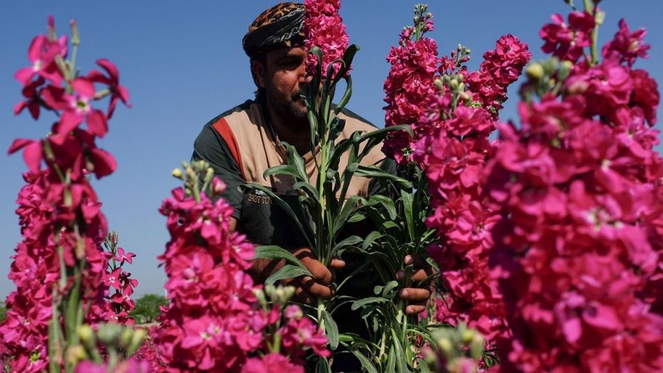 برداشت گل‌های بهاری - خوزستان