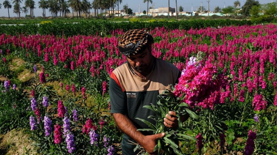 برداشت گل‌های بهاری - خوزستان