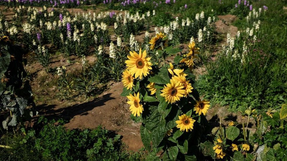 برداشت گل‌های بهاری - خوزستان