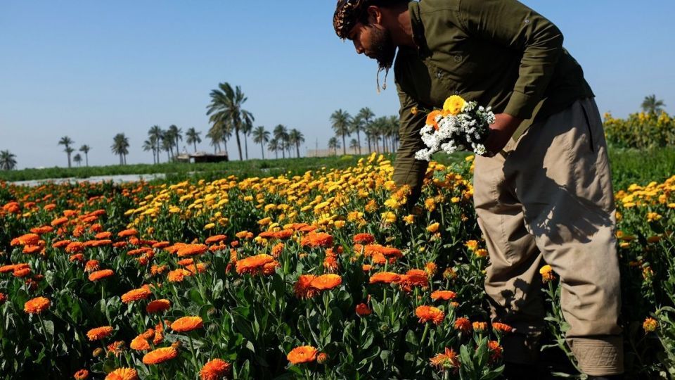 برداشت گل‌های بهاری - خوزستان