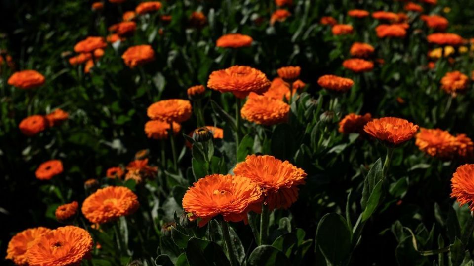 برداشت گل‌های بهاری - خوزستان