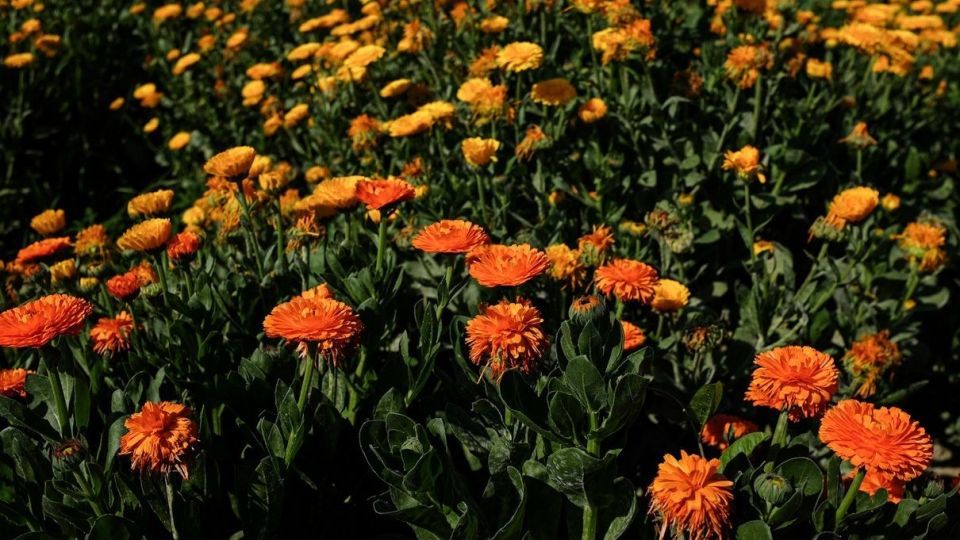 برداشت گل‌های بهاری - خوزستان