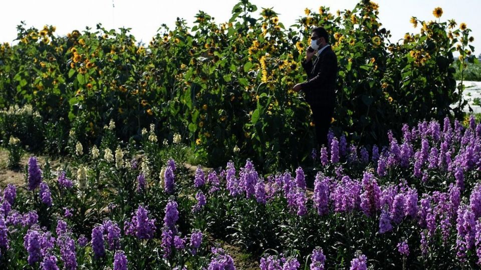 برداشت گل‌های بهاری - خوزستان