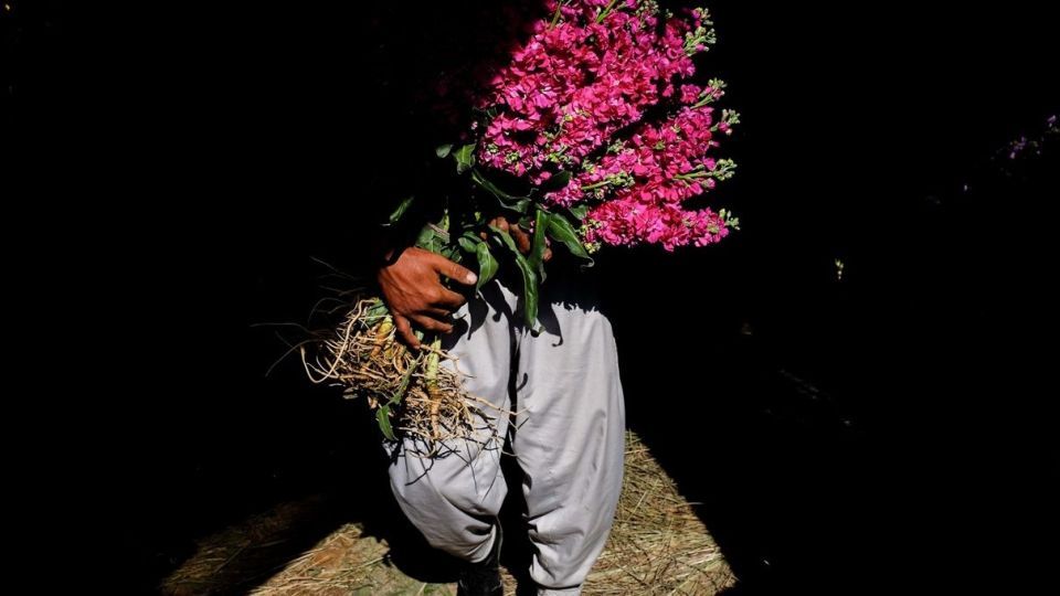 برداشت گل‌های بهاری - خوزستان