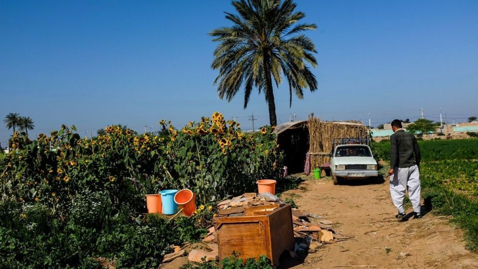 برداشت گل‌های بهاری - خوزستان