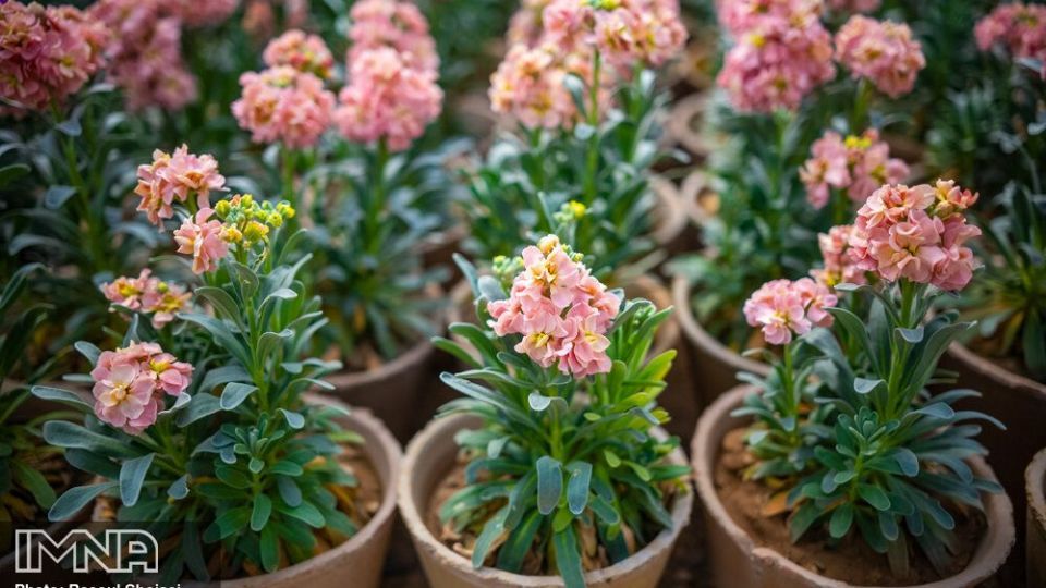 بازار گل شب بو