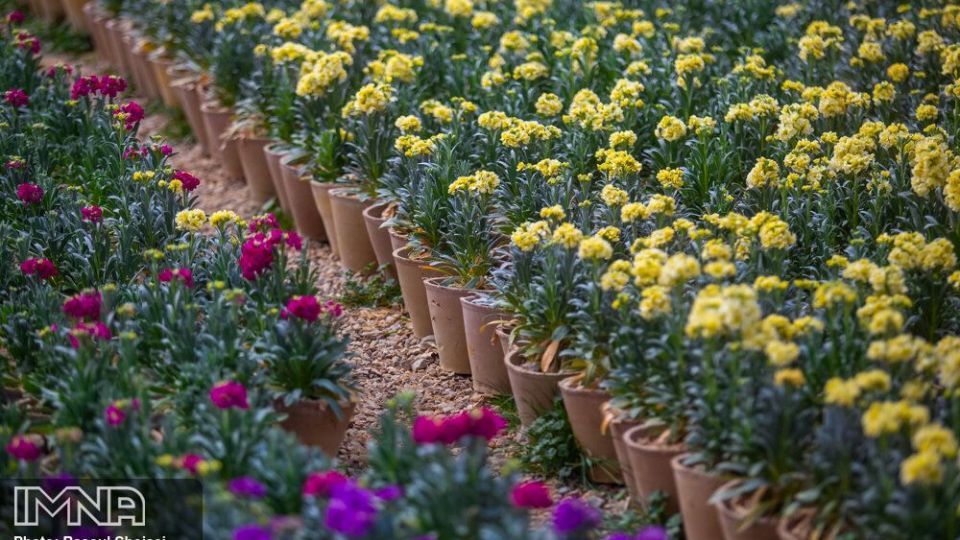 بازار گل شب بو