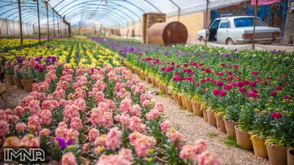 بازار گل شب بو