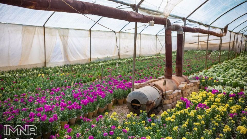 بازار گل شب بو