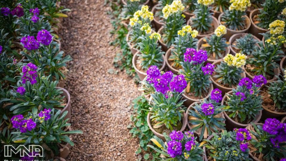 بازار گل شب بو