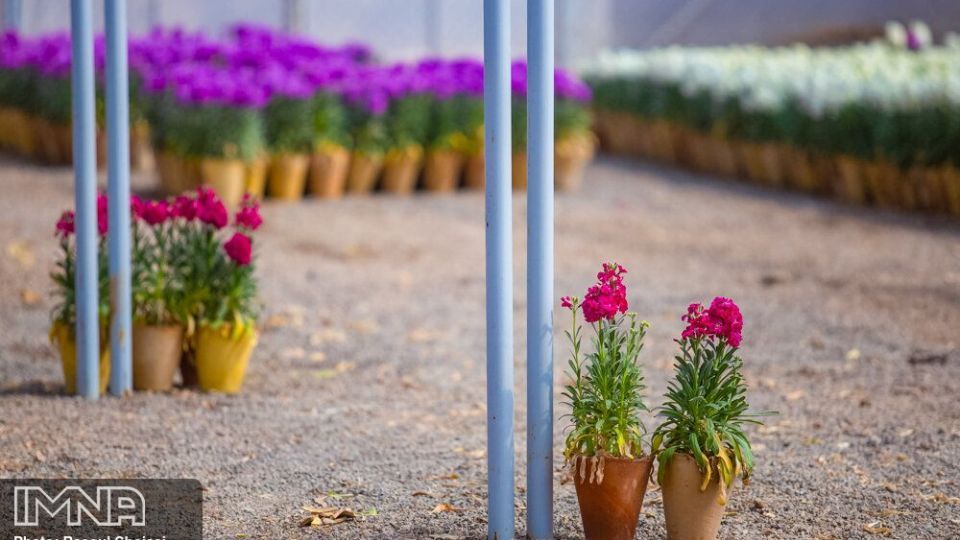 بازار گل شب بو