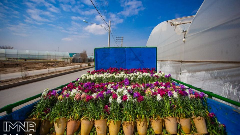 بازار گل شب بو