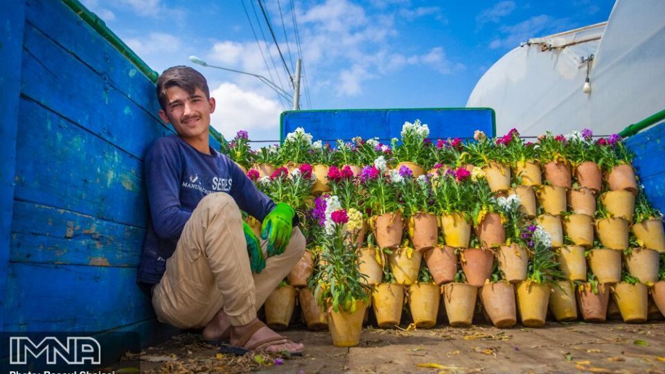بازار گل شب بو