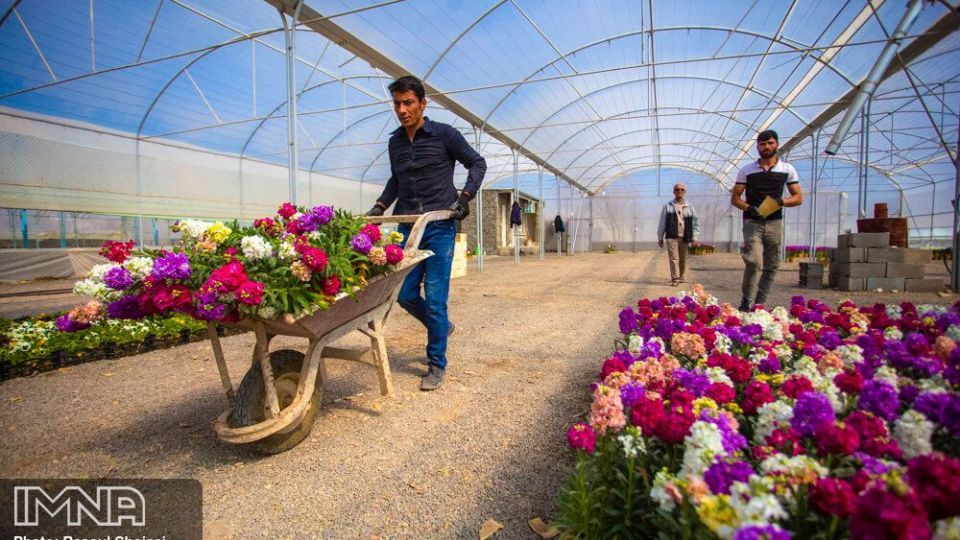 بازار گل شب بو