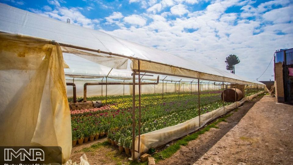 بازار گل شب بو