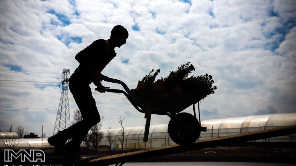 بازار گل شب بو