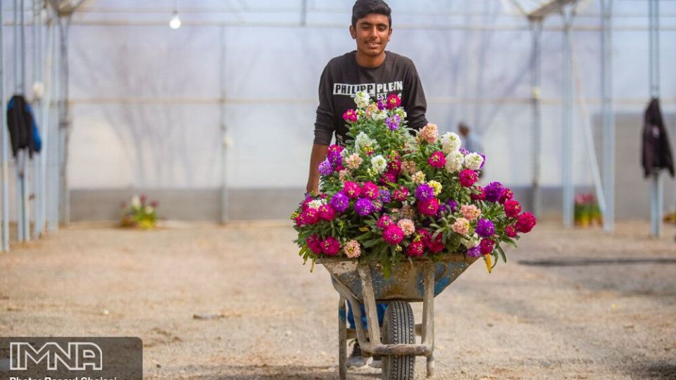 بازار گل شب بو