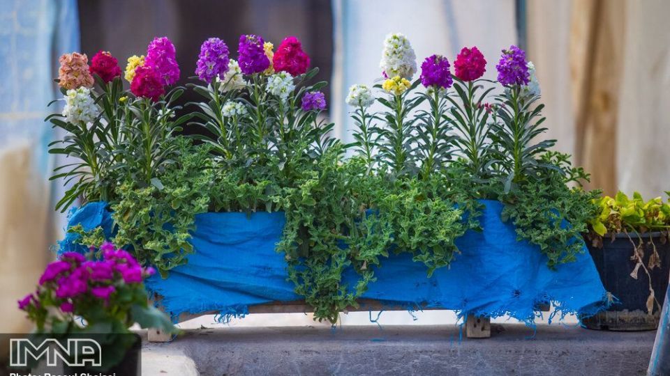 بازار گل شب بو