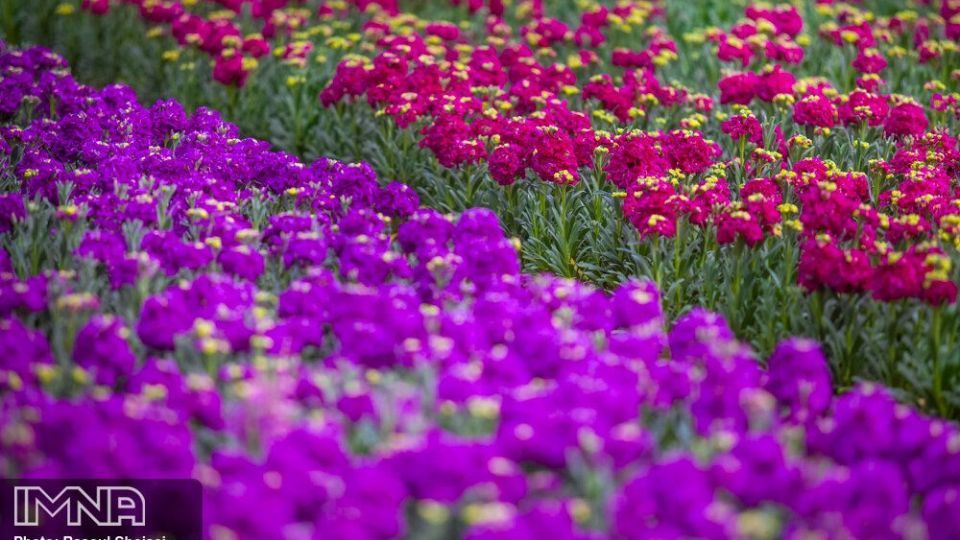 بازار گل شب بو