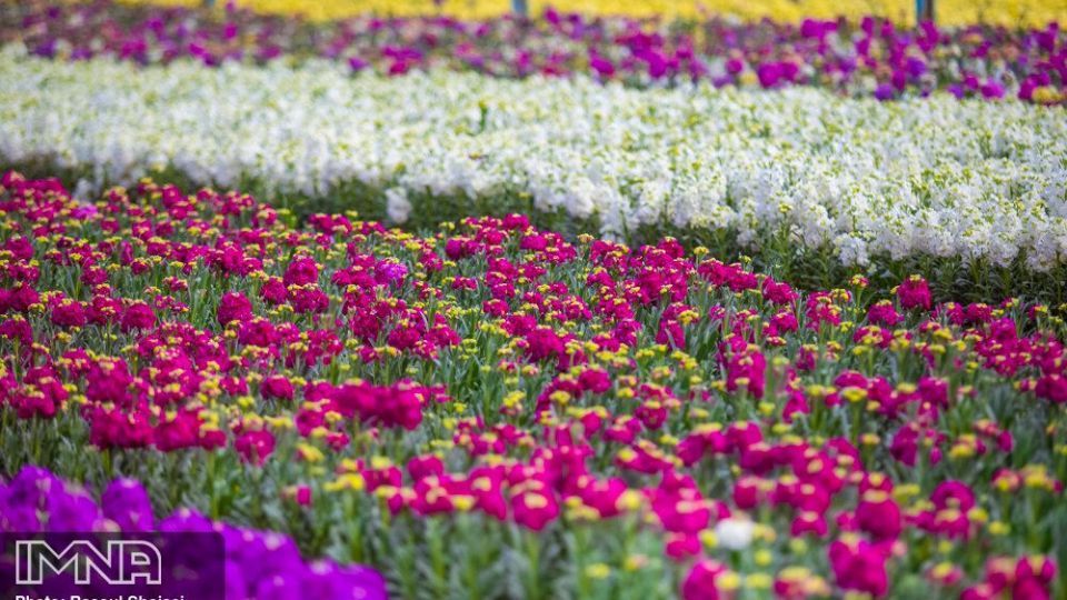 بازار گل شب بو