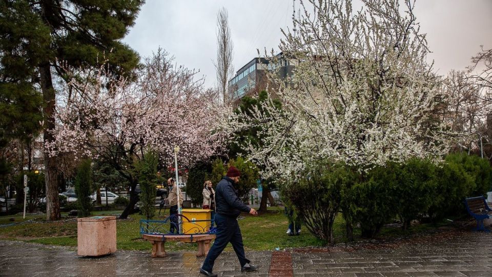 شکوفه های بهاری