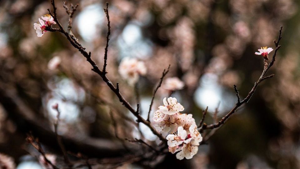 شکوفه های بهاری