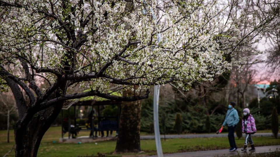 شکوفه های بهاری